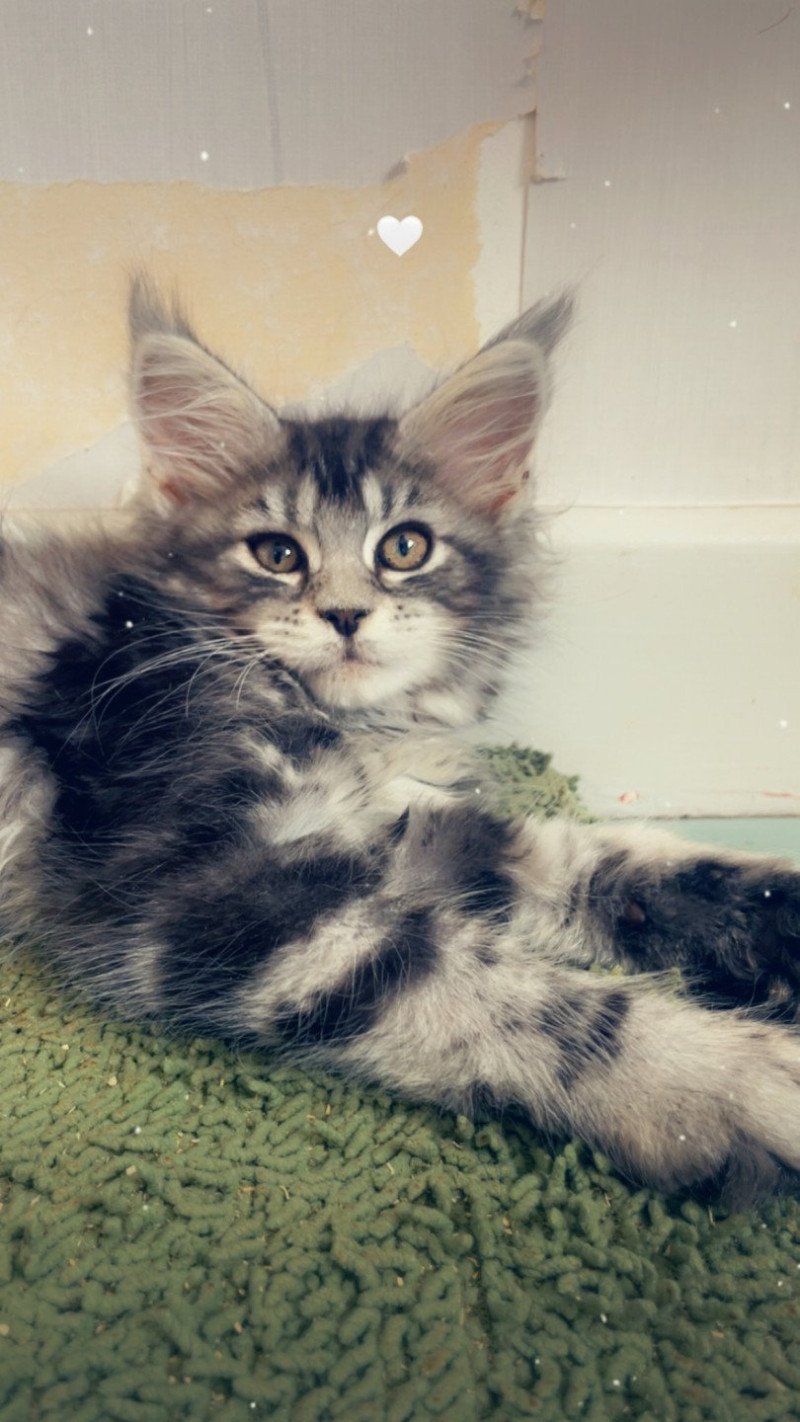 Ariyane Femelle Maine coon