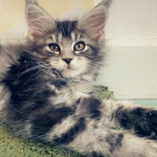 Ariyane Femelle Maine coon