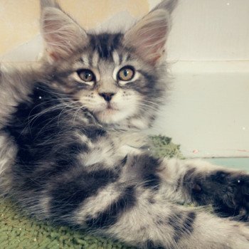 chat Maine coon black silver blotched tabby Ariyane Chatterie de Mylary