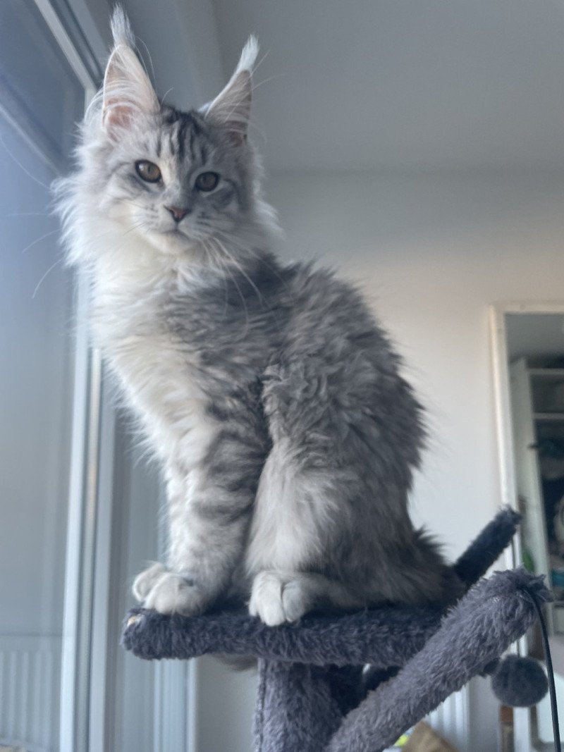 Loly Femelle Maine coon