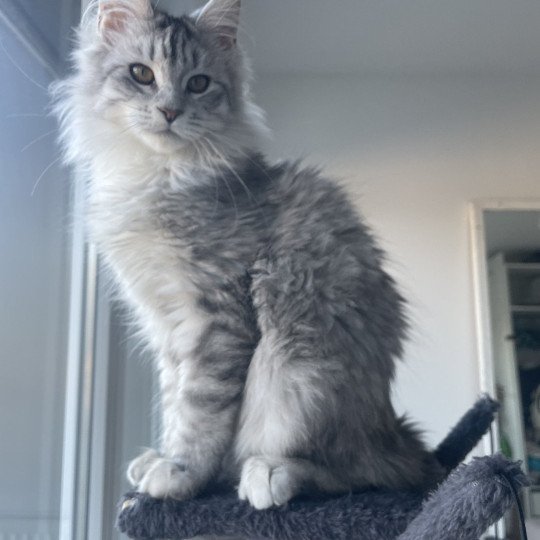 Loly Femelle Maine coon