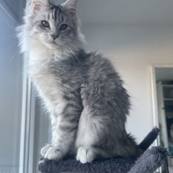 chat Maine coon mackerel tabby Verrygood Loly-Pop Chatterie de Mylary