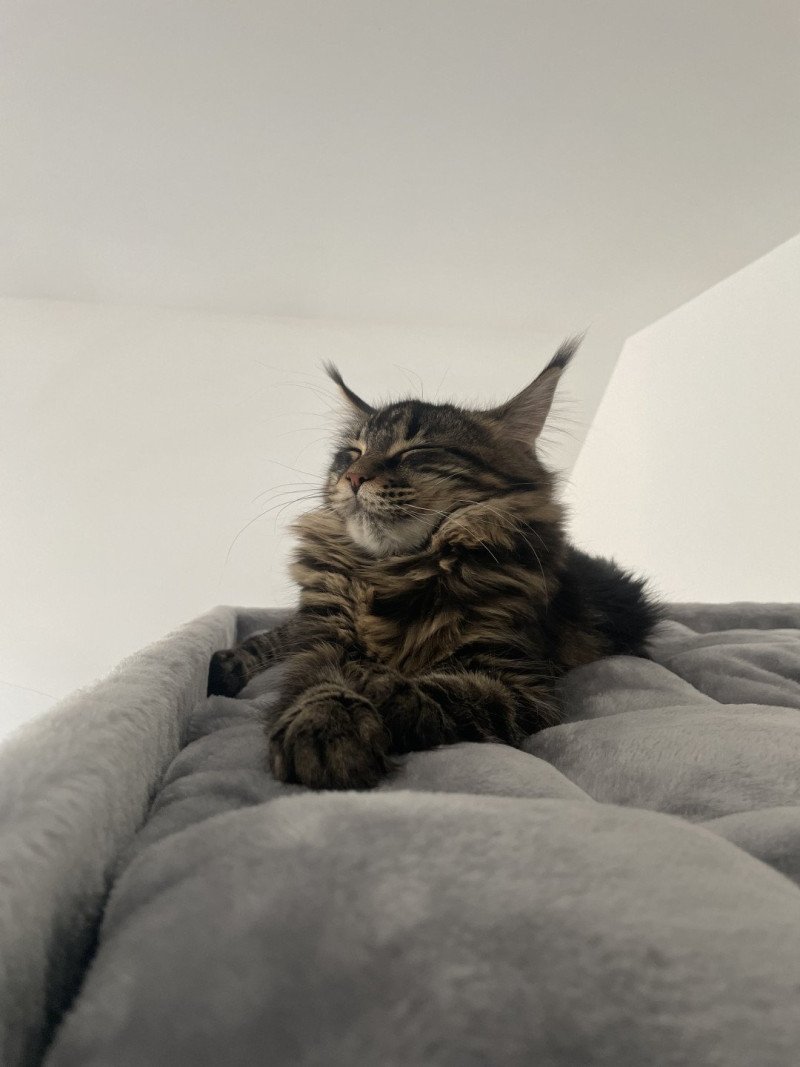 Vicky Femelle Maine coon
