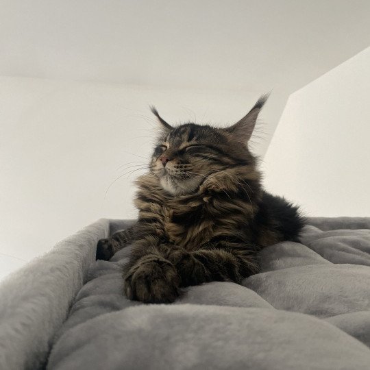 Vicky Femelle Maine coon