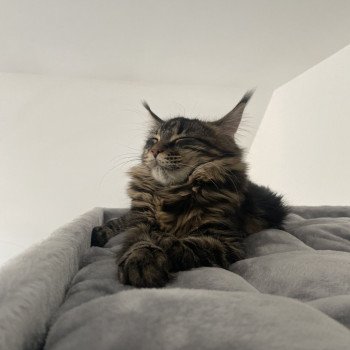 chat Maine coon blotched tabby Vicky Chatterie de Mylary